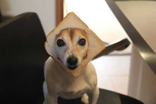 21 Animals With Food On Their Heads