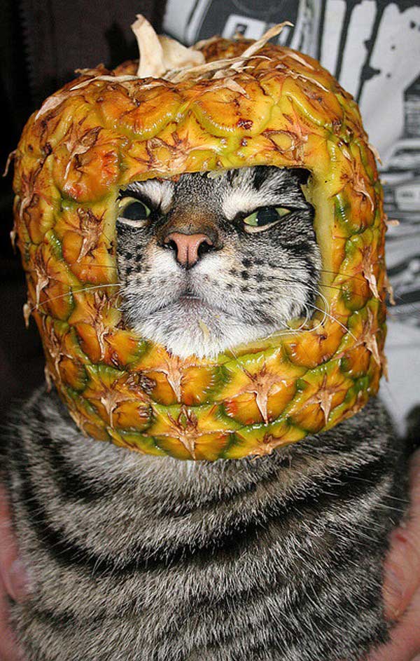 21 Animals With Food On Their Heads