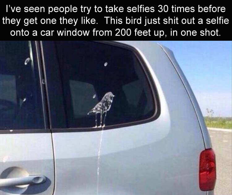vehicle door - I've seen people try to take selfies 30 times before they get one they . This bird just shit out a selfie onto a car window from 200 feet up, in one shot