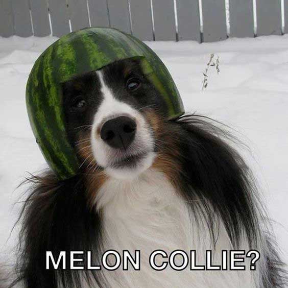 collie funny