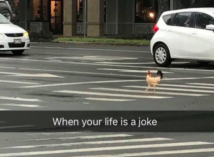 chicken crossing the road meme - When your life is a joke