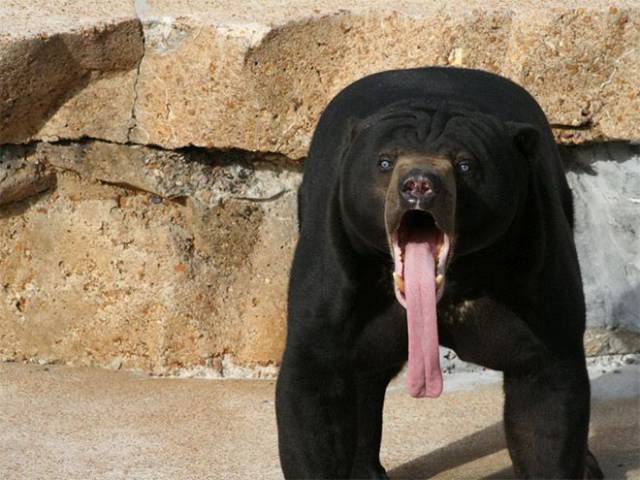 sun bear tongue gif