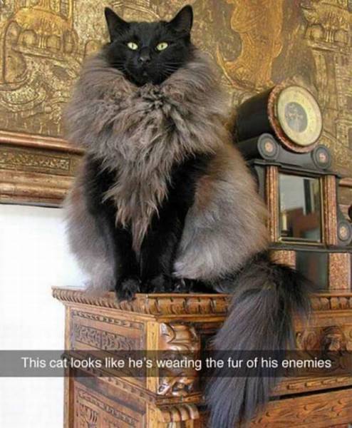 cat looks like it's wearing the fur - This cat looks he's wearing the fur of his enemies