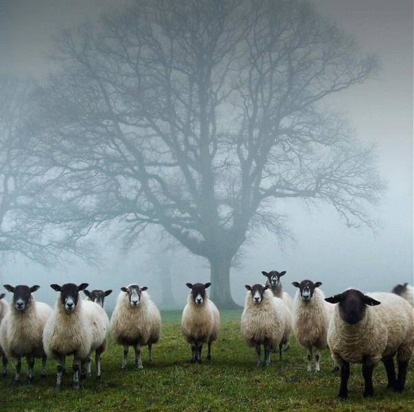 staring sheep