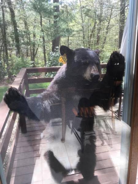 bear breaking into house
