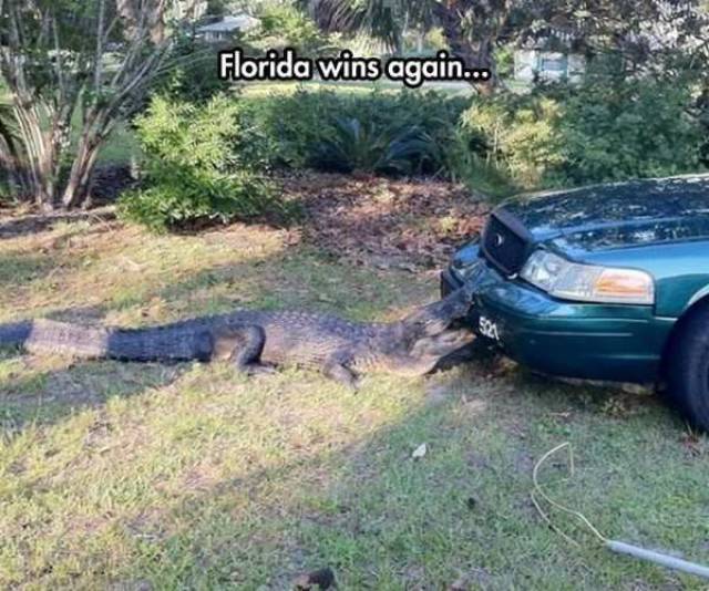 welcome to jurassic park meme - Florida wins again..