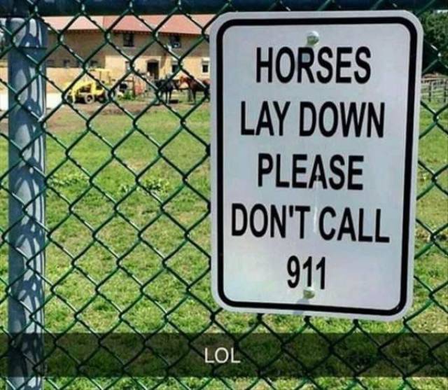 horses lay down sign - Horses Lay Down Please Don'T Call 911 Ol