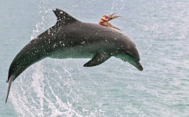 octopus dolphin
