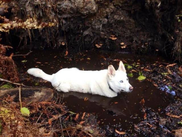 white dog mud