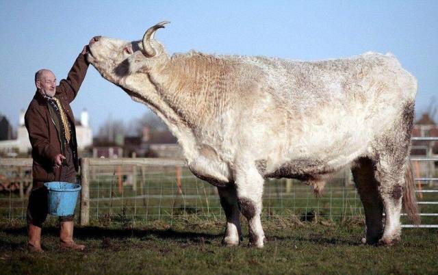 biggest bull