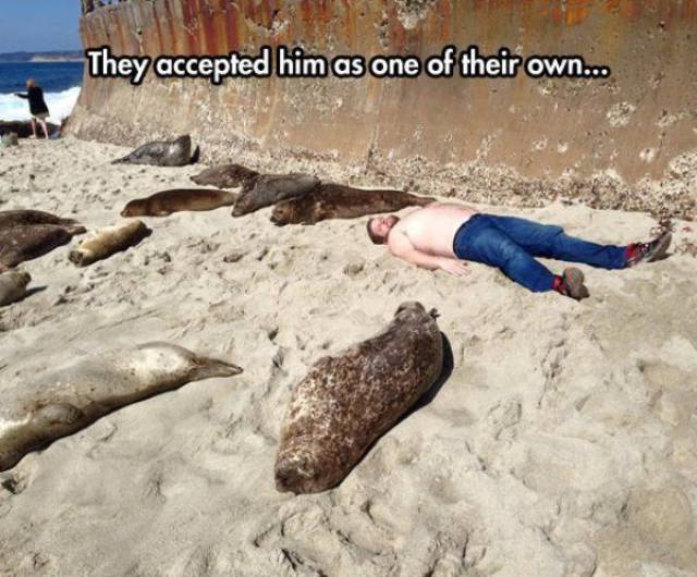 Bunch of seals lying on the beach and a man who is copying them in order to be accepted as one of their own.