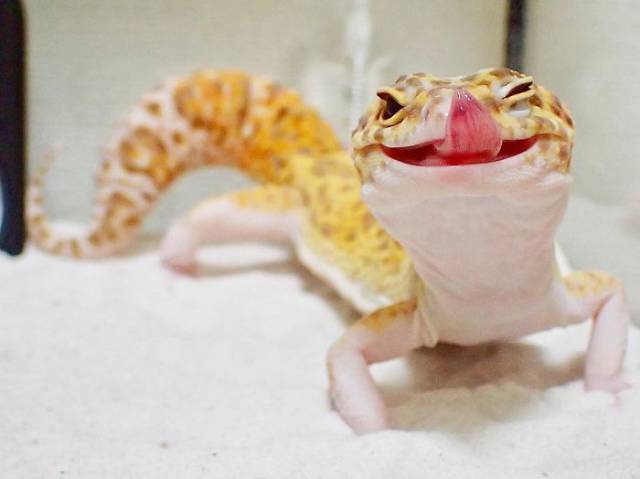 Smiling lizard licking his lips.