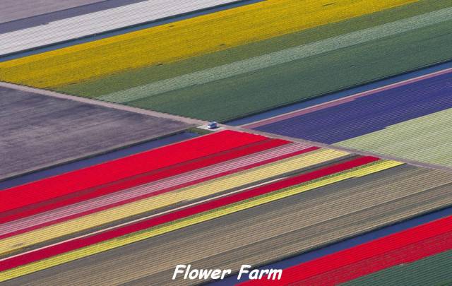 Amazing photo of a flower farm of many colors.