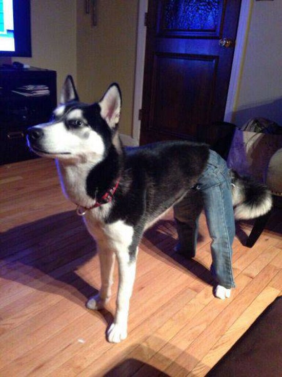 dog with jeans