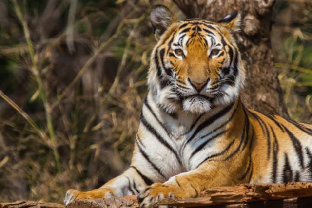 Nobody Really Knew What Was Hidden Under Tiger�s Striped Fur