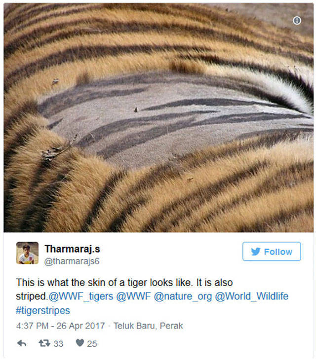 MORE STRIPES. That's right, a tiger's skin ALSO has stripes