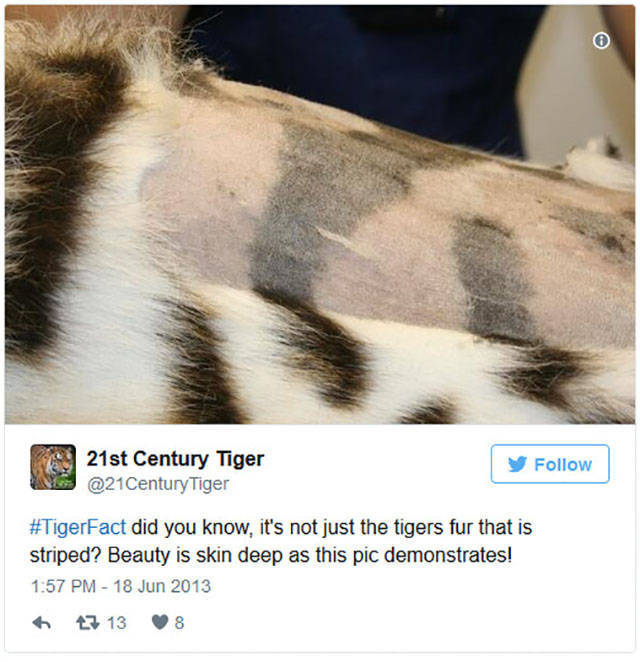 Nobody Really Knew What Was Hidden Under Tiger�s Striped Fur