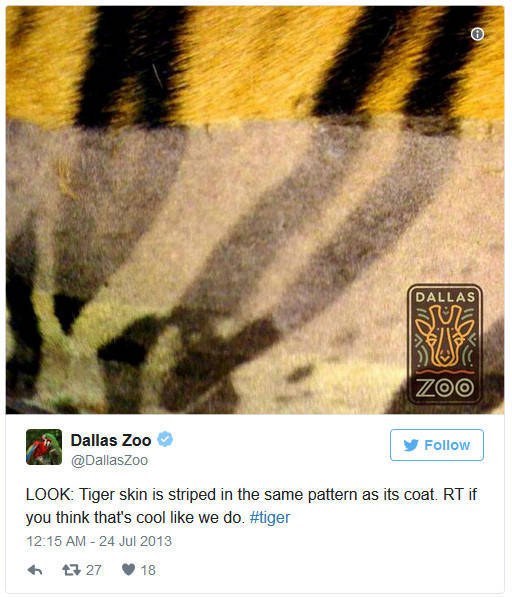 Nobody Really Knew What Was Hidden Under Tiger�s Striped Fur