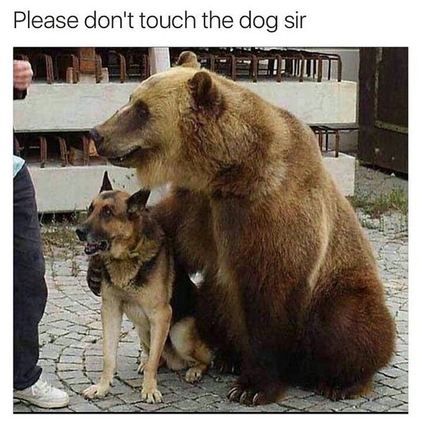 Funny meme of a bear and a dog.