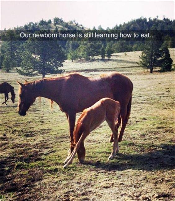 Snapchat meme of a young colt horse learning how to eat.