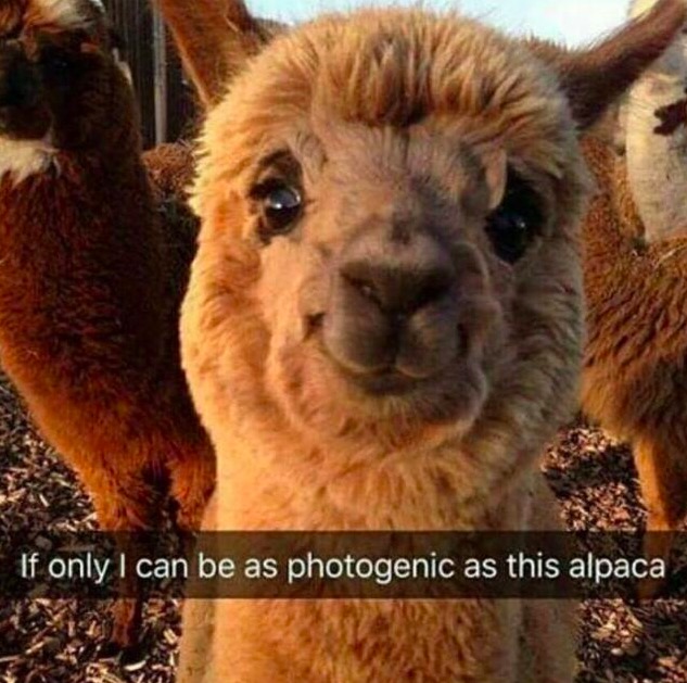 highly photogenic snapchat of an alpaca