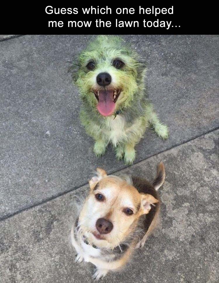 dog helped mow the yard - Guess which one helped me mow the lawn today...