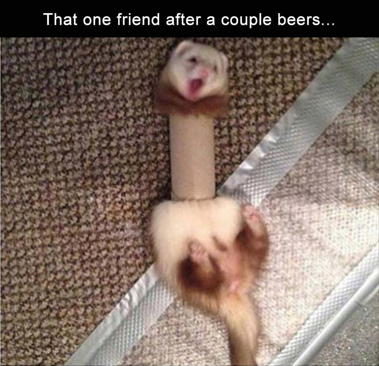 ferret meme - That one friend after a couple beers...