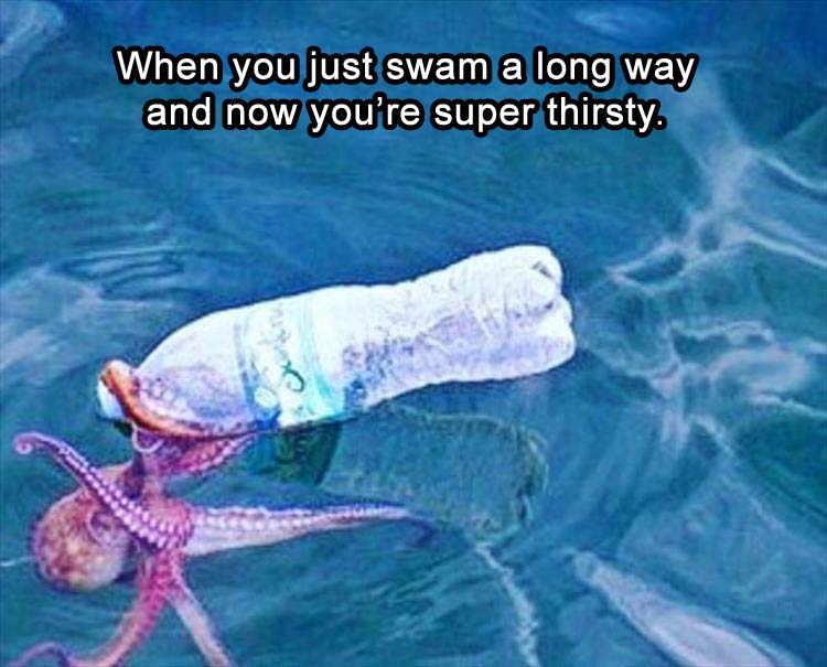 octopus in trash - When you just swam a long way and now you're super thirsty.