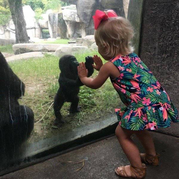 fort worth zoo baby gorilla