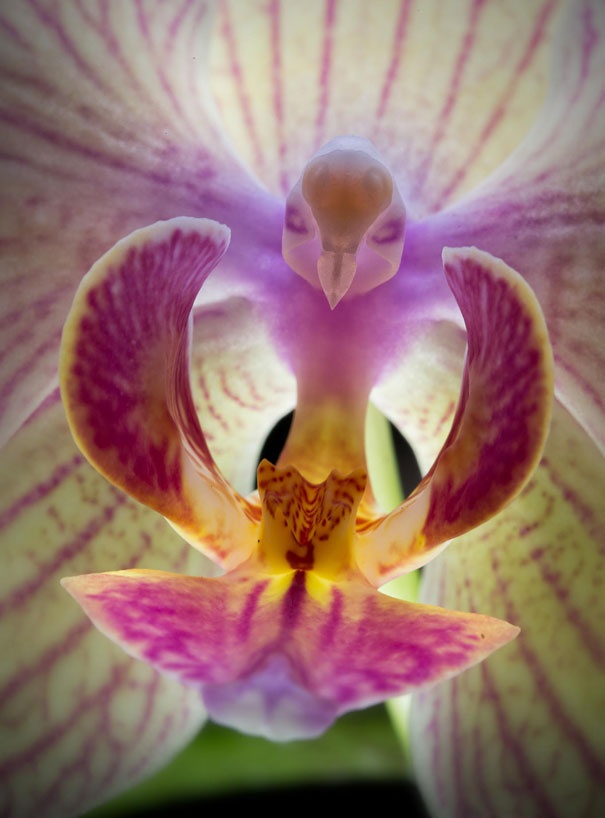 Bird image in a flower
