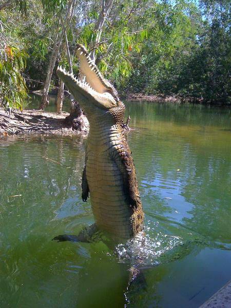 crocodile cairns