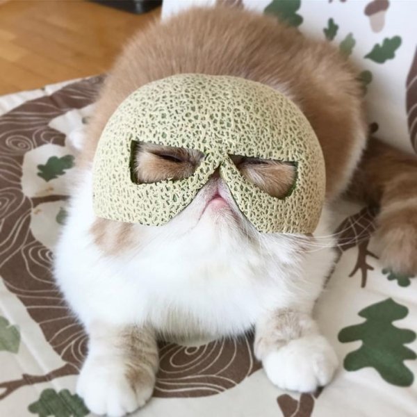 cat wearing a helmet