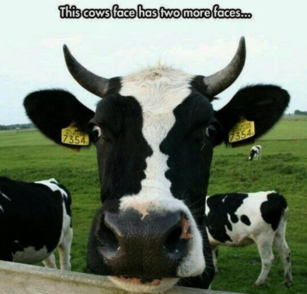 Cows face that looks like it has two faces.