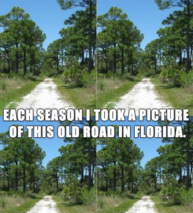 Meme of a road in Florida taken in all 4 seasons with no noticable difference in any of them. Joke is that Florida has no seasons.