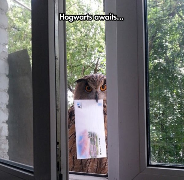 Owl holding a letter, must be for you to get to Hogwarts in Harry Potter style.