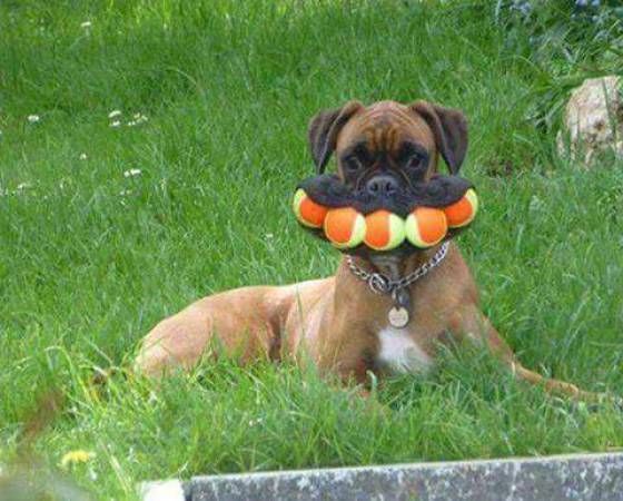 boxer dog funny