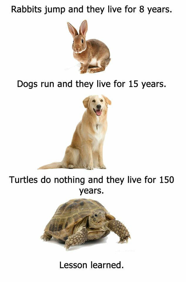 rabbit dog turtle - Rabbits jump and they live for 8 years. Dogs run and they live for 15 years. Turtles do nothing and they live for 150 years. Lesson learned.