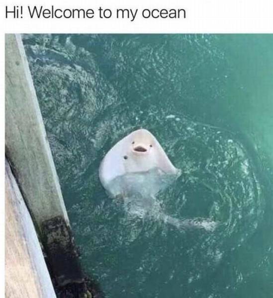 random pic cute sting rays - Hi! Welcome to my ocean