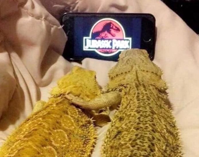 Lizards watching Jurassic park on a phone and one has the arm over the other.