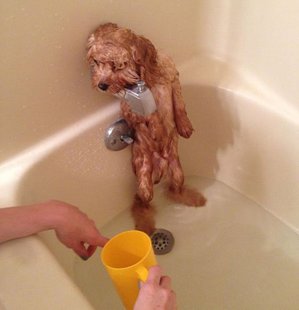 Dog standing up in the tub