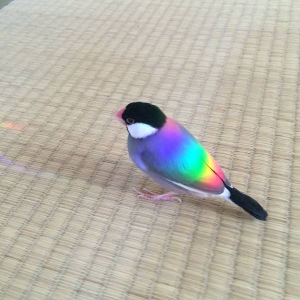 rainbow bird