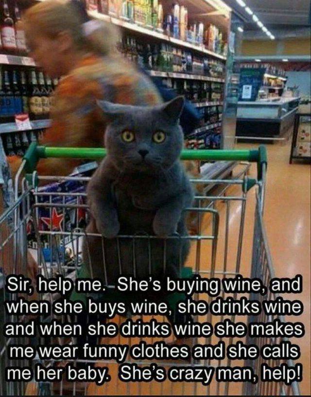 sir help me she's buying wine - Sir, help me. She's buying wine, and when she buys wine, she drinks wine and when she drinks wine she makes me wear funny clothes and she calls me her baby. She's crazy man, help! Iti T