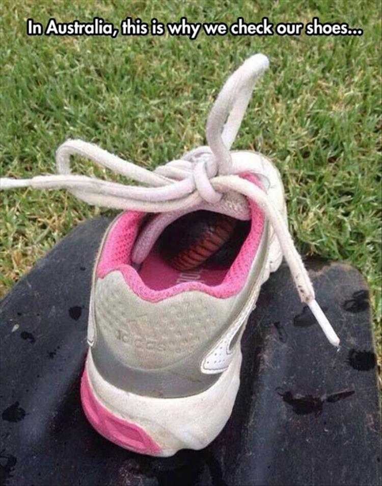 funny gross - In Australia, this is why we check our shoes...