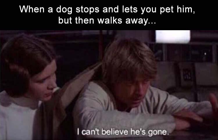 cant believe hes gone star wars - When a dog stops and lets you pet him, but then walks away... I can't believe he's gone.