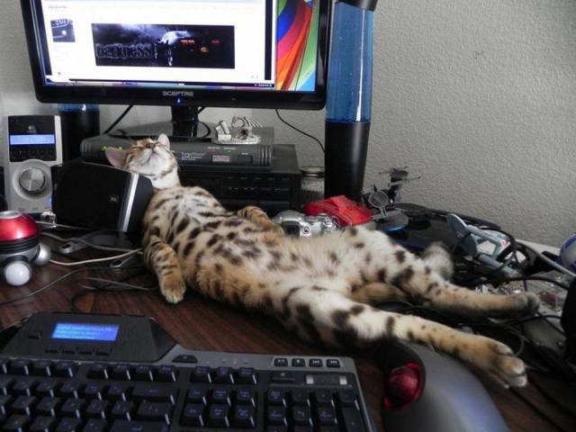 Funny picture of a cat passed out on top of your computer desktop like an old man after a long morning at the beach