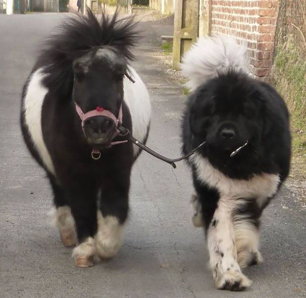 cute and funny picture of a dog walking a small horse or the other way around