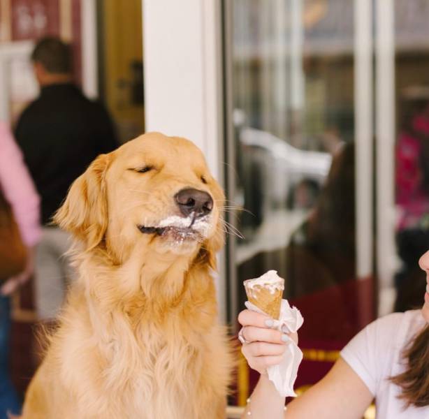 Funny picture of a dog enjoying some ice cream