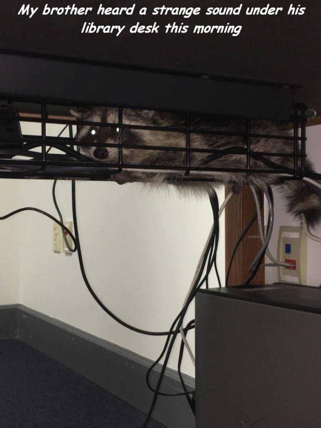 funny picture of raccoon that was stuck under the desk in the library