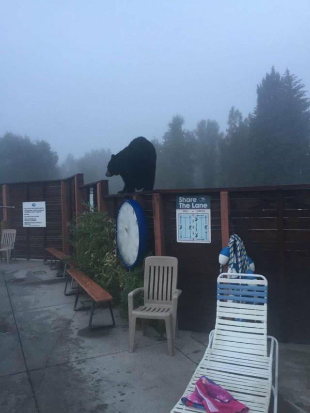 funny picture of black bear standing on the fence of what appears to be a public pool