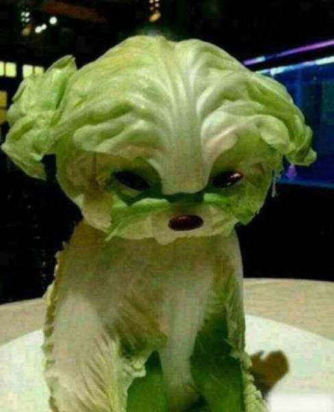 creative food cute lettuce